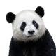 TinyPNG